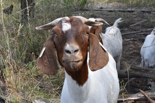 goat  range  farm