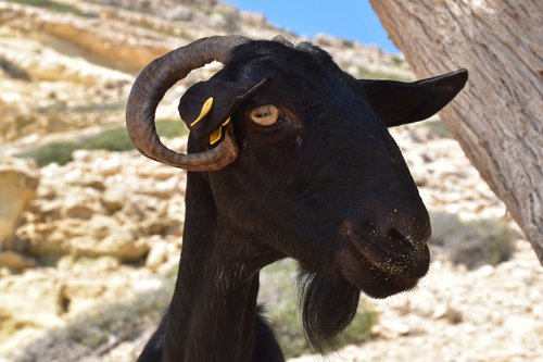 goat  black  animal world
