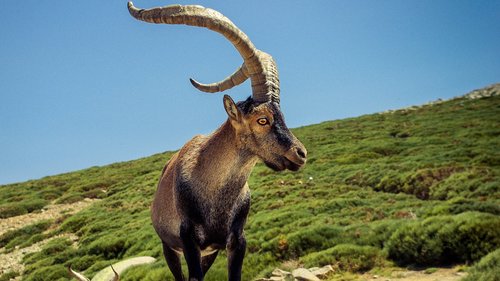 goat  male  horns