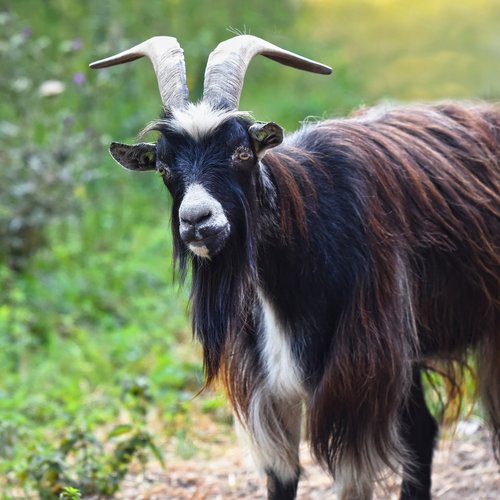 goat  domestic goat  animal