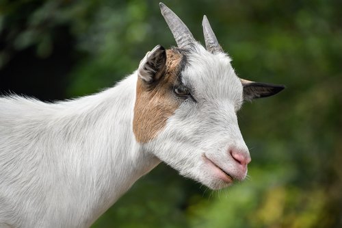 goat  biquette  white
