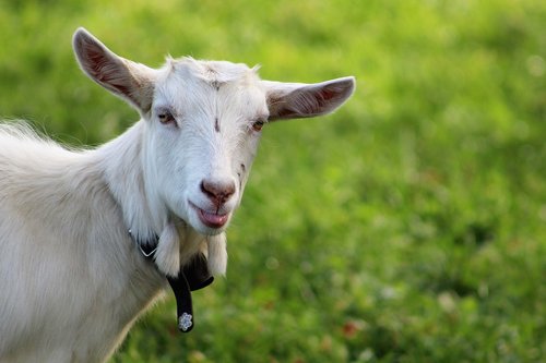 goat  alpine pasture  appenzell