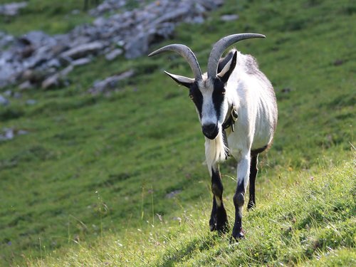 goat  alp  pasture