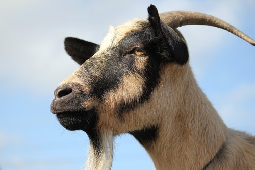 goat  animal  livestock