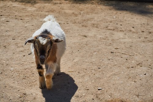 goat  petting zoo  animal