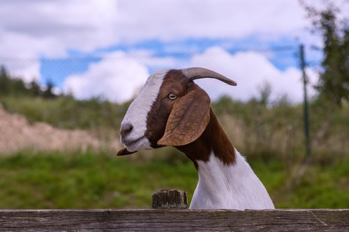 goat  horn  fur