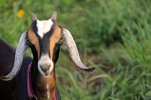 goat  farm  animal