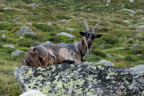 goat  moutain  green