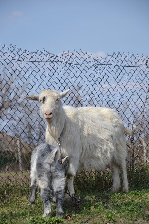 goat  village  animals