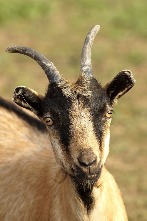 goat  animal  horns