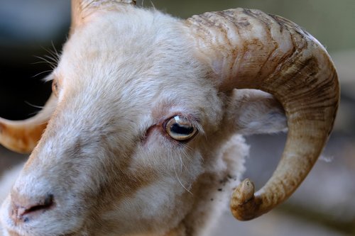 goat  billy goat  horns