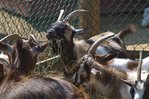 goat  goats  eating