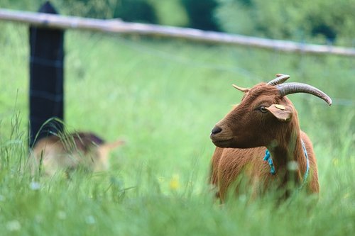 goat  farm animal  horns