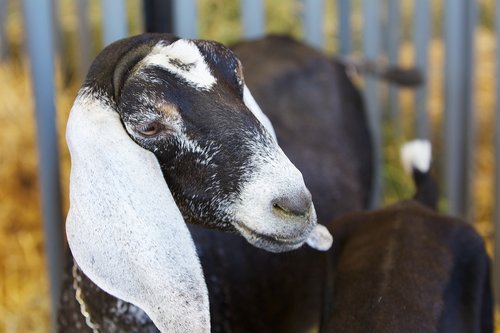 goat  animal  livestock