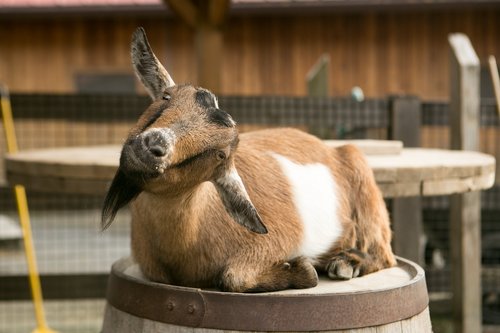 goat  barrel  zoo