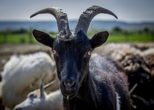 goat  black  horn