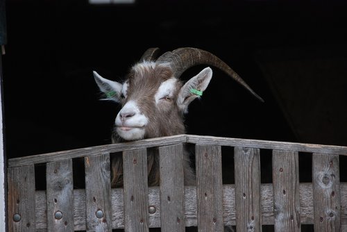 goat  portrait  farm