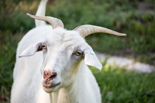 goat  mammal  animal