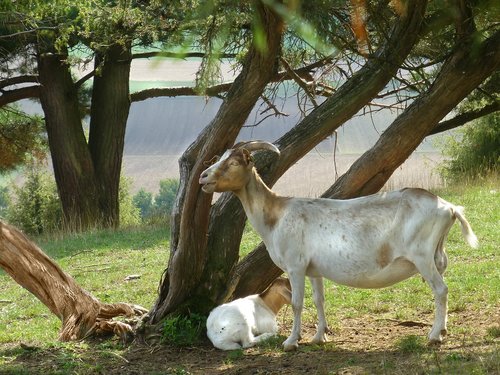 goat  livestock  nature