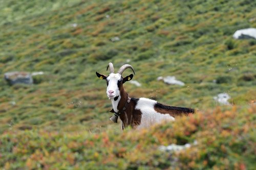 goat  nature  mountains