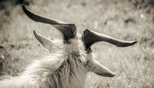 goat  horns  fur