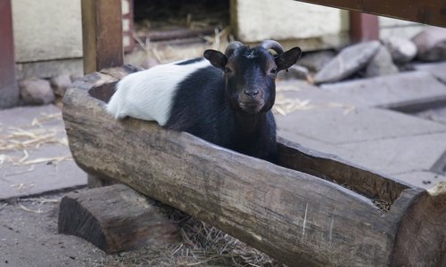 goat  animal  water trough