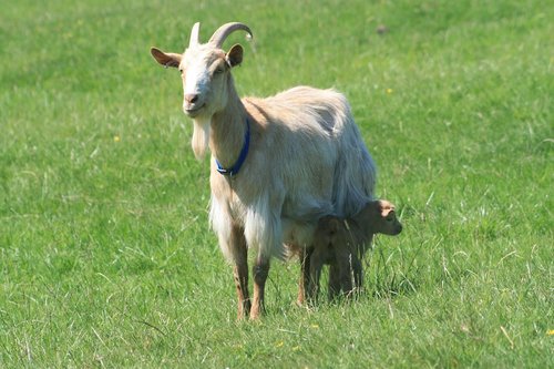 goat  golden guernsey goat  goat feeding kid