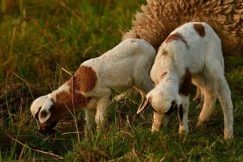 goat  kid  lambs