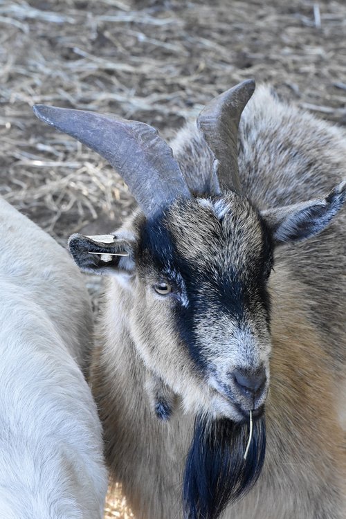 goat  animal  farm