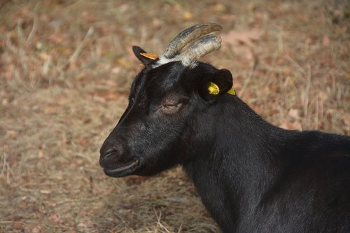 goat  black  horns