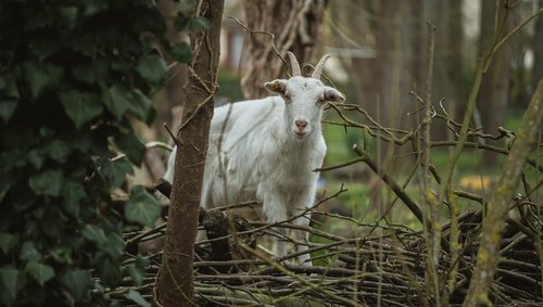 goat  animal  nature