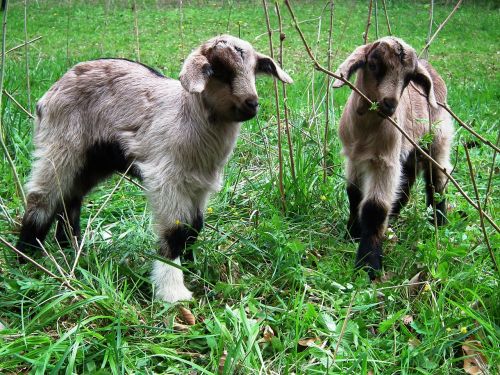 goat lamb animal