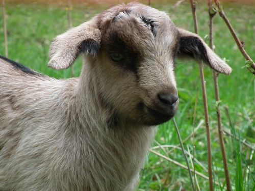 goat lamb pasture