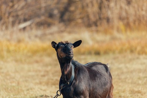 goat  kid  animal