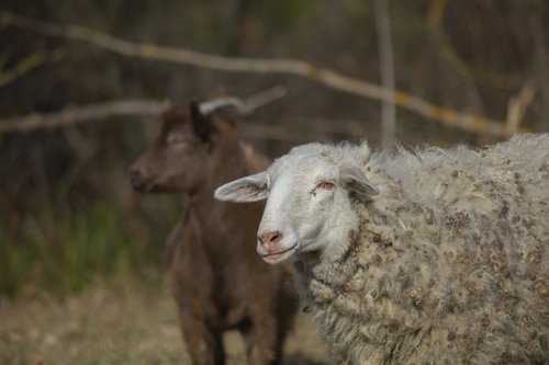 goat  kid  sheep