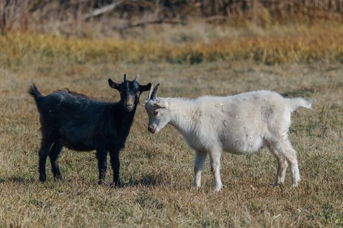 goat  kid  animal