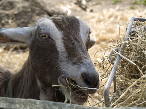 goat  feeding  head