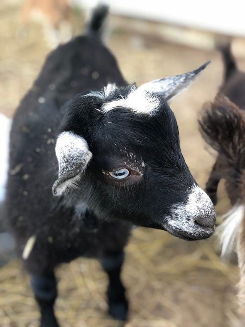 goat  kid  buckling