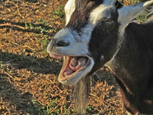 goat  bratty  nature