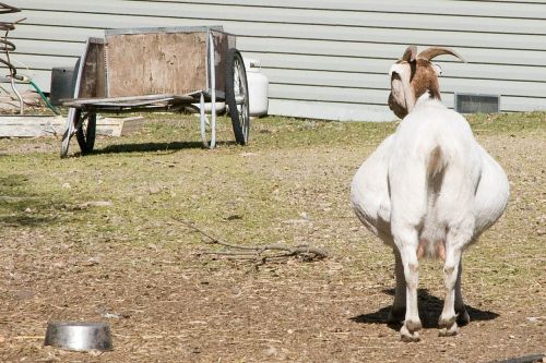 goat pregnant farm