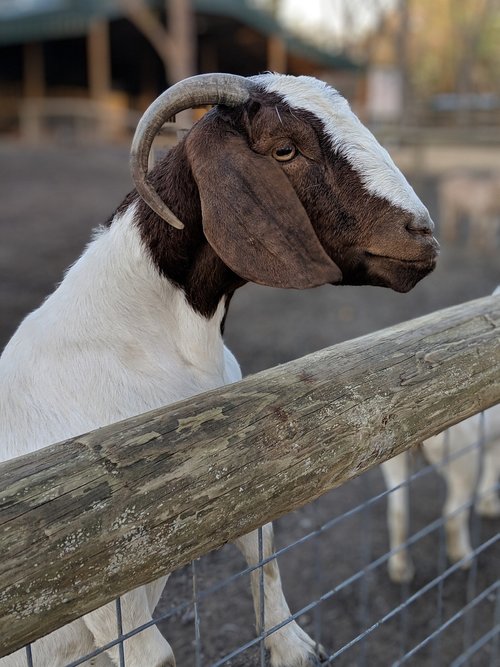 goat  goat face  horns