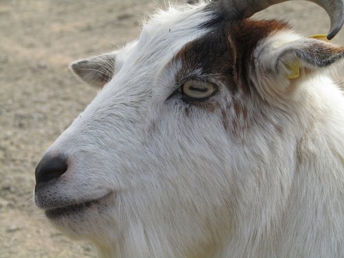 goat  white  portrait