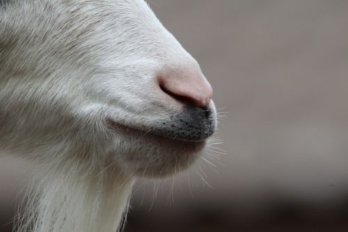 goat snout nose