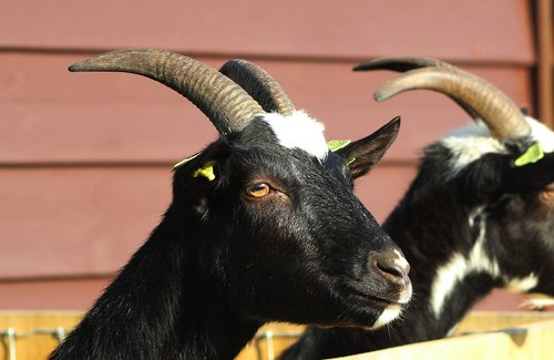goat  black  pet