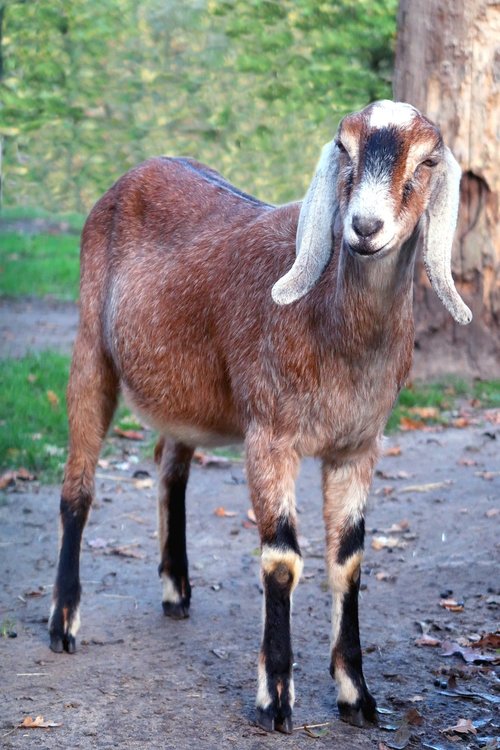 goat  nubian goat  goats
