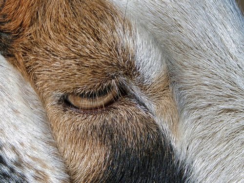 goat  close up  eye