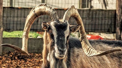 goat  mountain goat  horns