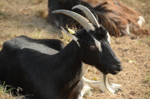 goat  horns  cornu