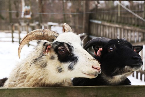 goat  animal  horns