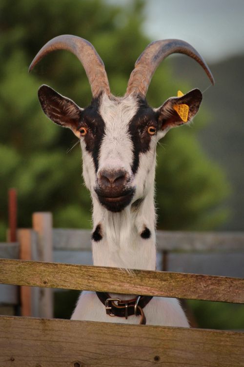 goat nature pet